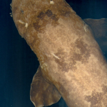 Galleria nazionale dei Selachoidei